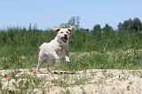LABRADOR 041